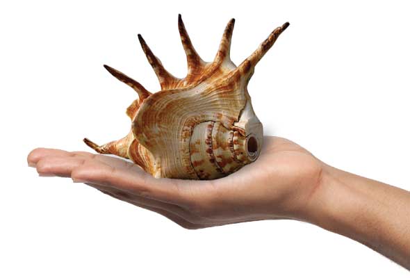 Shell-with-hand-visual