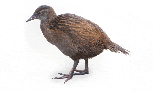 Weka-bird