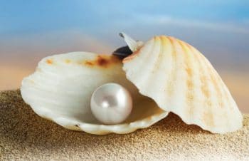 Shell