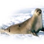 MariaDB The MySQL Fork that Google has Adopted