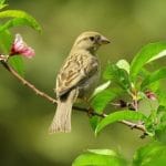 Birds Linux 8.0 debuts to help students with new features Bird Linux