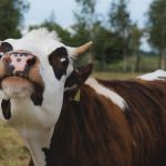 Red Hat reports ‘Dirty Cow’ Linux kernel bug Dirty Cow Linux bug