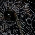 Linux Network Stack Administration: A Developer’s Approach SoftBank open source network operations system based on OpenDaylight