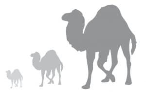 The Resurgence of Perl