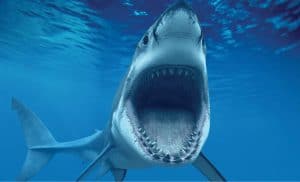 Beginning with Wireshark, the top-rated packet sniffer