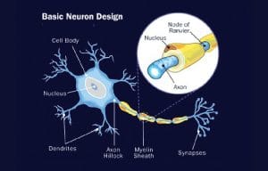 Deep Learning: Using Algorithms to Make Machines Think