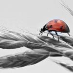 DevOps Series Ansible Deployment of bugzilla