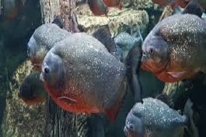 Uber’s Piranha Automatically Removes Redundant Application Code