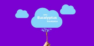 Eucalyptus illustration