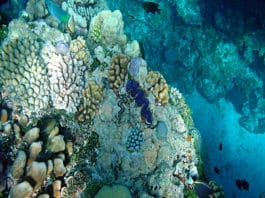 Using Machine Learning to Identify Reefs in the Ocean