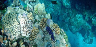 Using Machine Learning to Identify Reefs in the Ocean