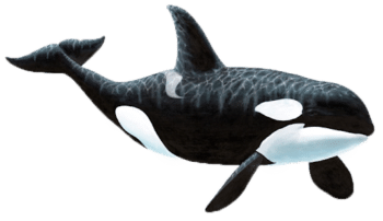 Microsoft Orca