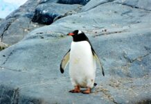 Linux Unveils Real-Time Computing And Hardware Boosts