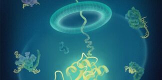 BindCraft Open Source Platform Transforms Protein Engineering For Labs Worldwide